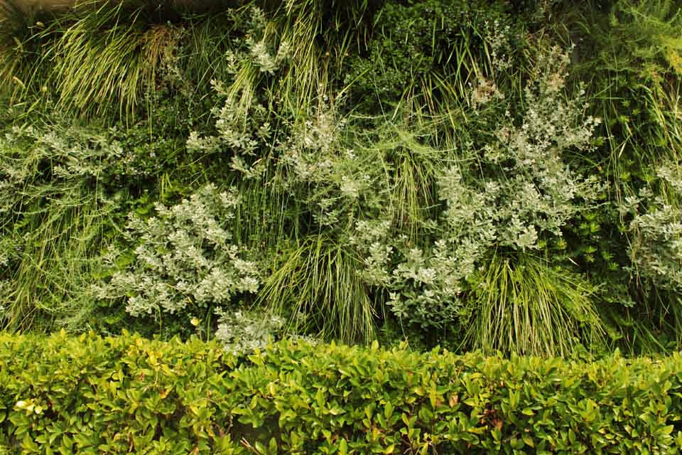 A lush green wall with lots of different plants